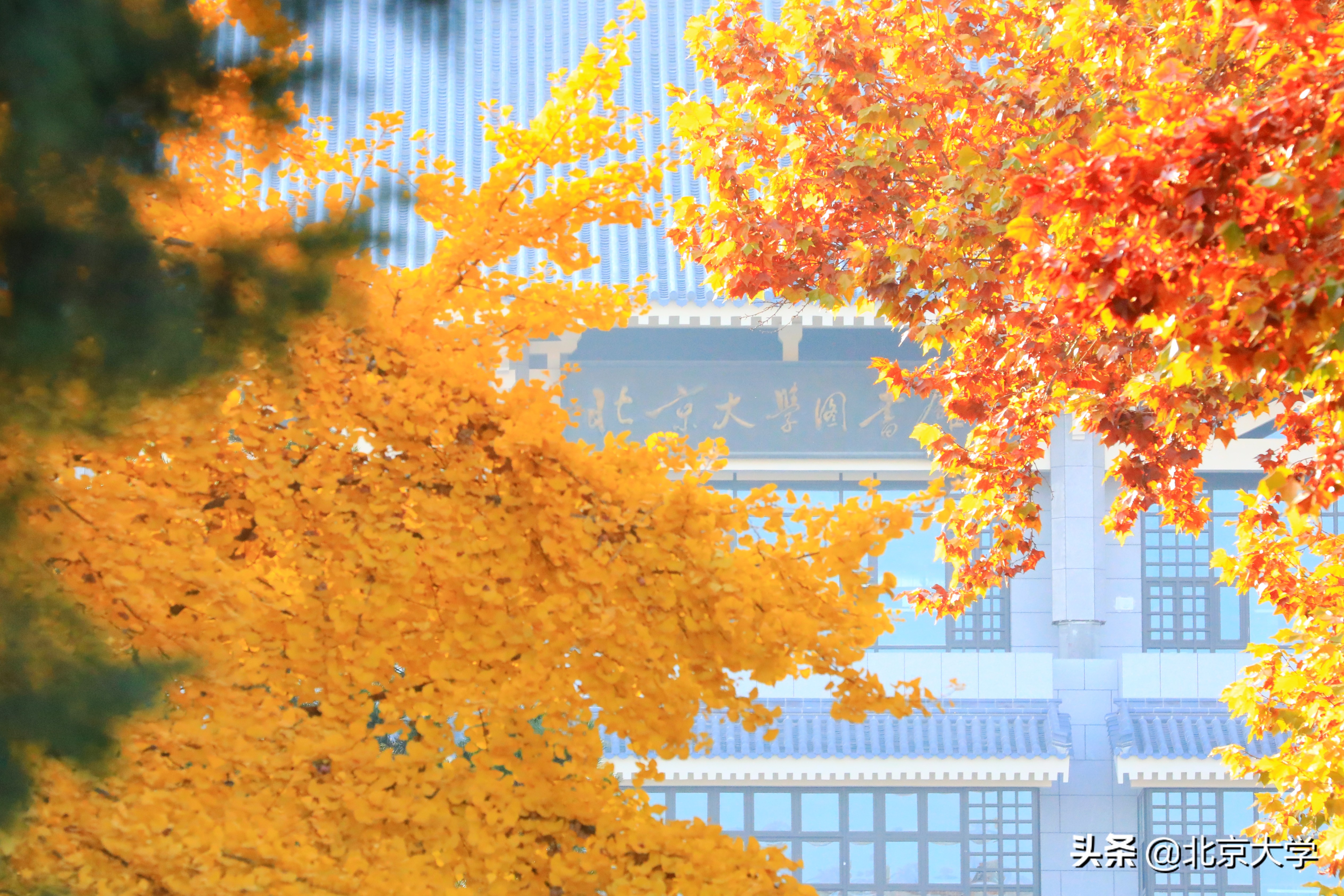 燕園圖書館知多少？北大圖書館總館及各分館全介紹